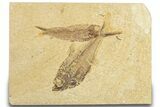 Diplomystus Fossil Fish With Knightia - Wyoming #318602-1